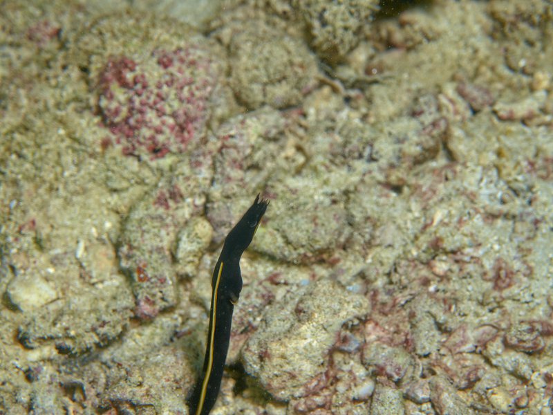 House Reef, Ribbon Eel (juvenile)
